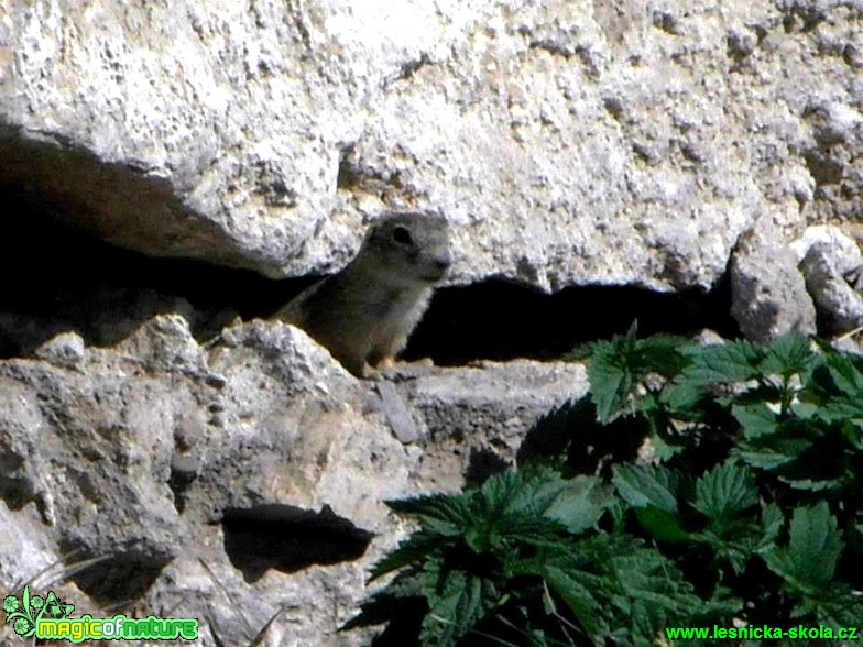 Sysel obecný - Spermophilus citellus - Foto Radka Mizerová