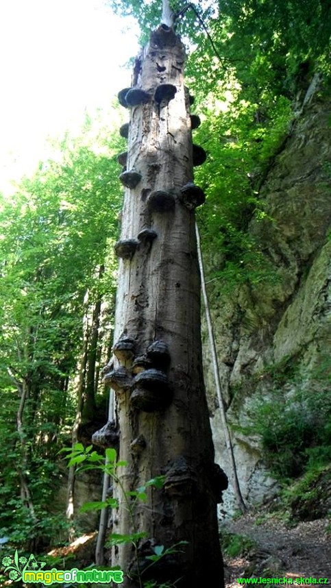 Choroše - Foto Radka Mizerová