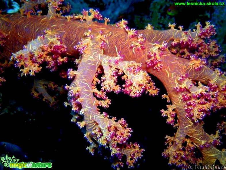 Korál - Dendronephthya sp. - Foto Tomáš Kunze