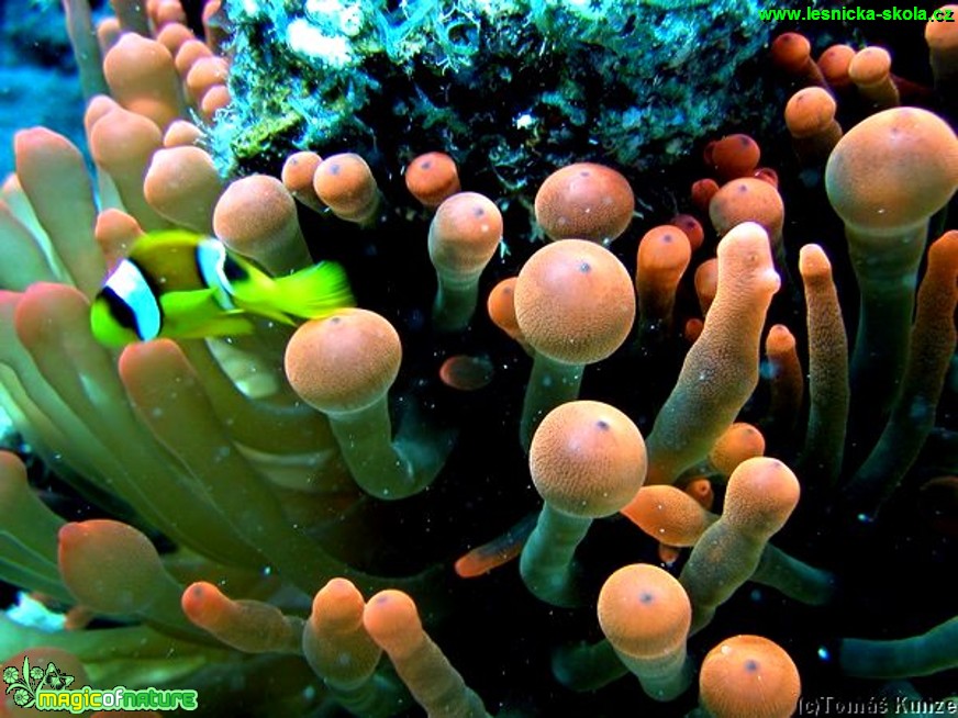 Sasanka čtyřbarevná - Entacmaea quadricolor - Foto Tomáš Kunze