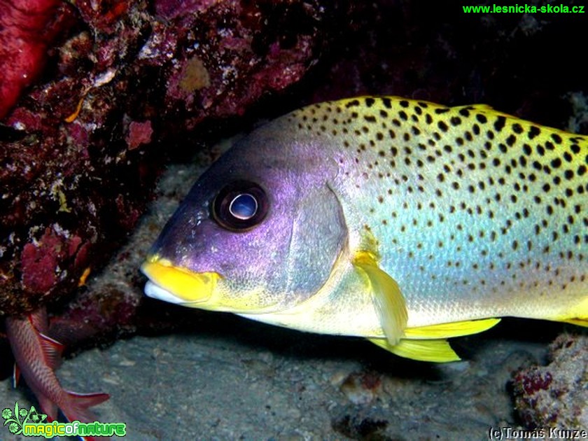 Chrochtal černoskvrnný - Plectorhynchus gaterinus - Foto Tomáš Kunze