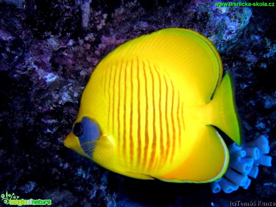 Klipka pološkrabošková - Chaetodon semilarvatus - Foto Tomáš Kunze