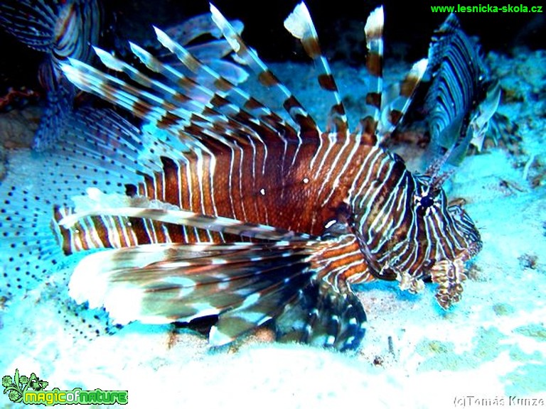 Perutýn ohnivý - Pterois volitans - Foto Tomáš Kunze