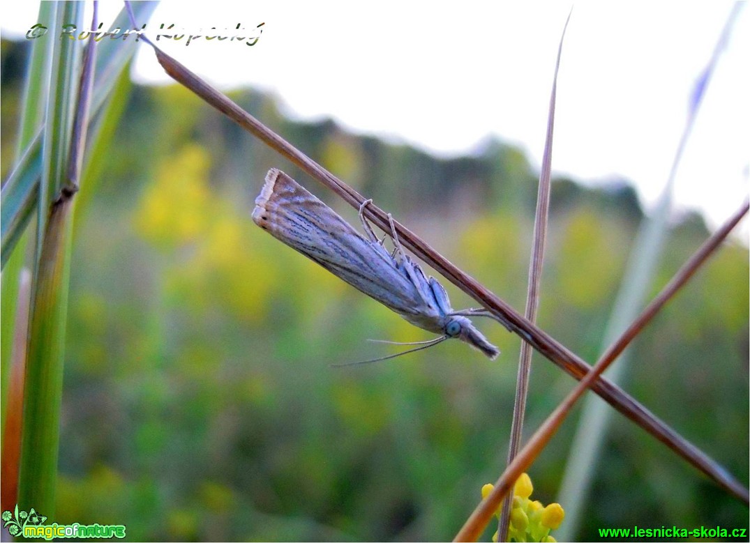 Travařík obecný- Crambus lathoniellus ♀- Foto Robert Kopecký