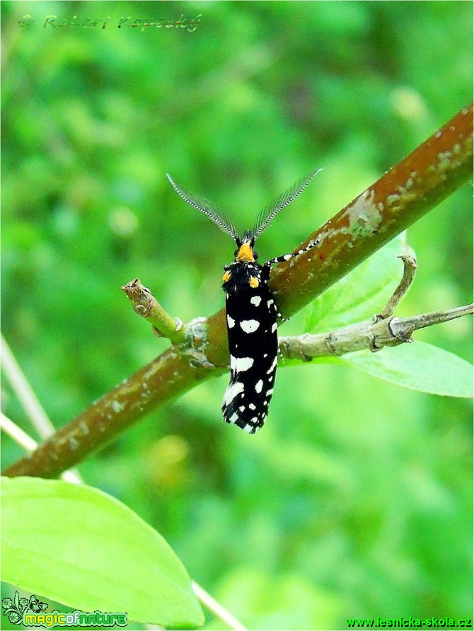 Mol ozdobný - Euplocamus anthracinalis ♂ - Foto Robert Kopecký