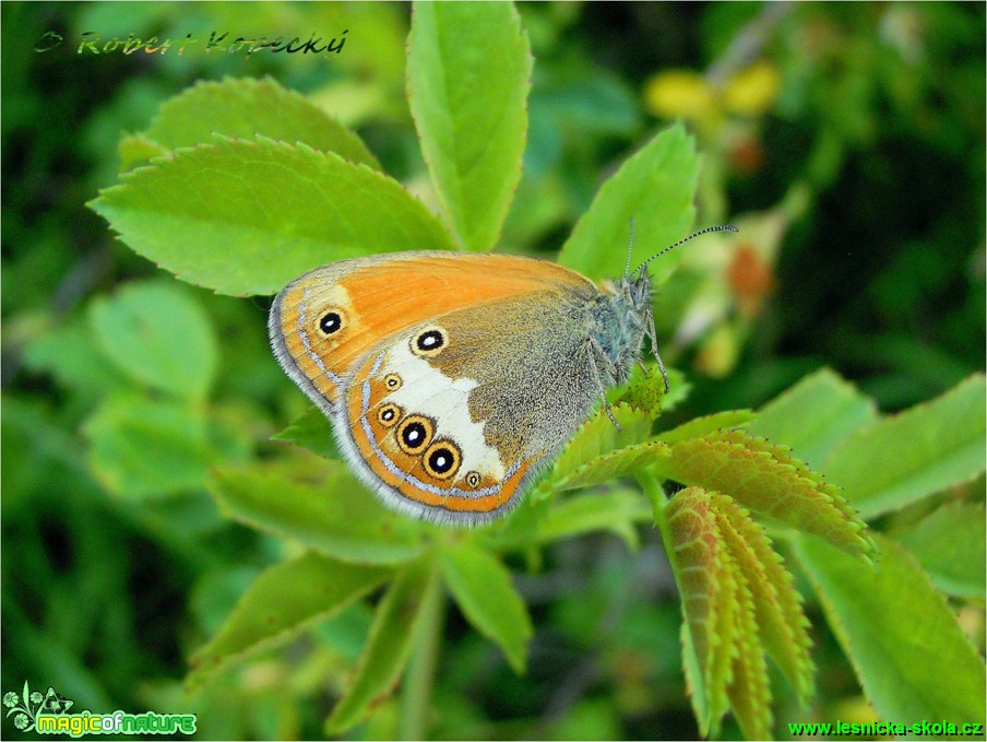 Okáč strdivkový - Coenonympha arcania ♂ - Foto Robert Kopecký