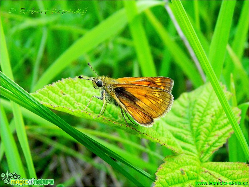 Soumračník rezavý - Ochlodes sylvanus♀ - Foto Robert Kopecký