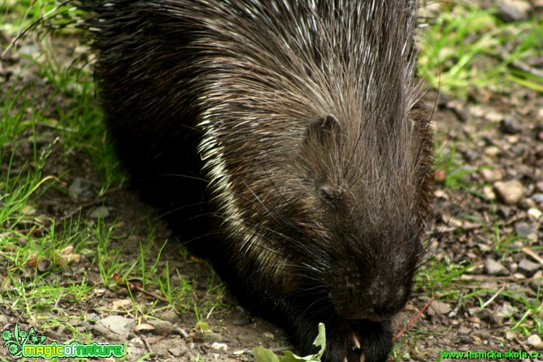 Dikobraz srstnatonosý - Hystrix indica - ZOO park Chomutov - Foto David Hlinka (1)