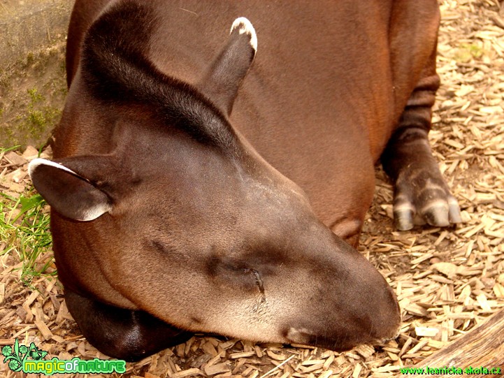 Tapír - Tapirus - Foto Martina Šmejkalová