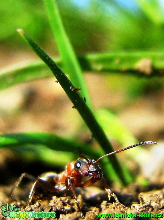 Mravenec sp. - Foto Jaroslav Dlouhý