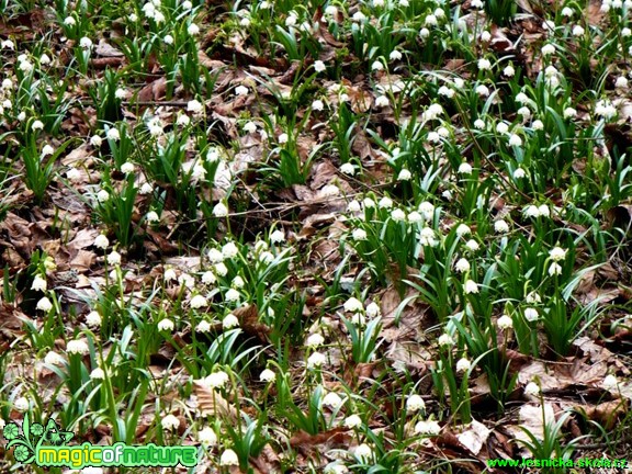 Bledule jarní - Leucojum vernum - Foto Radka Mizerová (1)