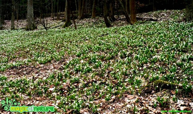 Bledule jarní - Leucojum vernum - Foto Radka Mizerová