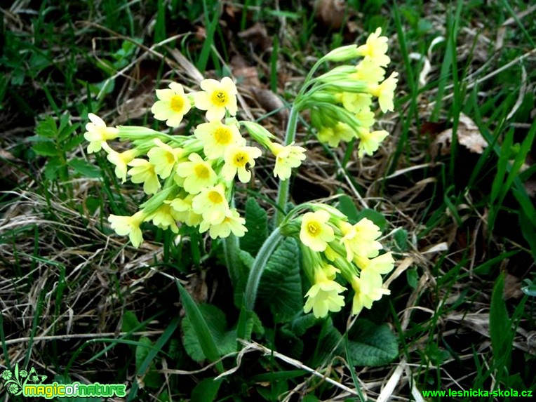 Prvosenka jarní - Primula veris - Foto Radka Mizerová