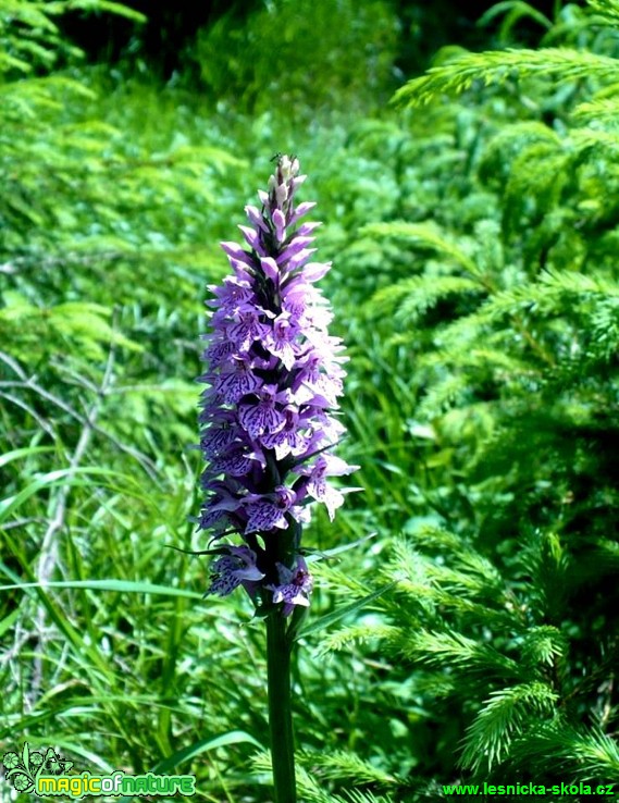 Vstavač plamatý - Dactylorhiza maculata - Foto Radka Mizerová