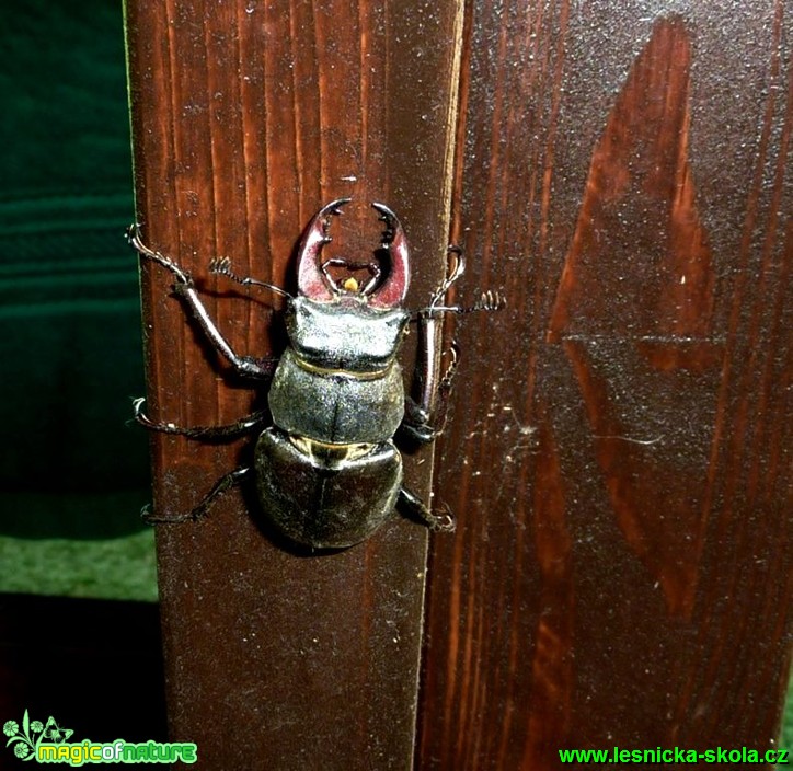 Roháč obecný - Lucanus cervus - Foto Radka Mizerová