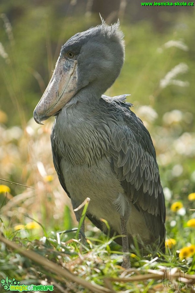 Člunozobec africký - Balaeniceps rex - Foto Jiří Křivánek (2)