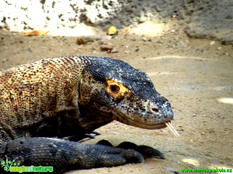 Varan komodský - Varanus komodoensis - Foto Radka Cepková (1)