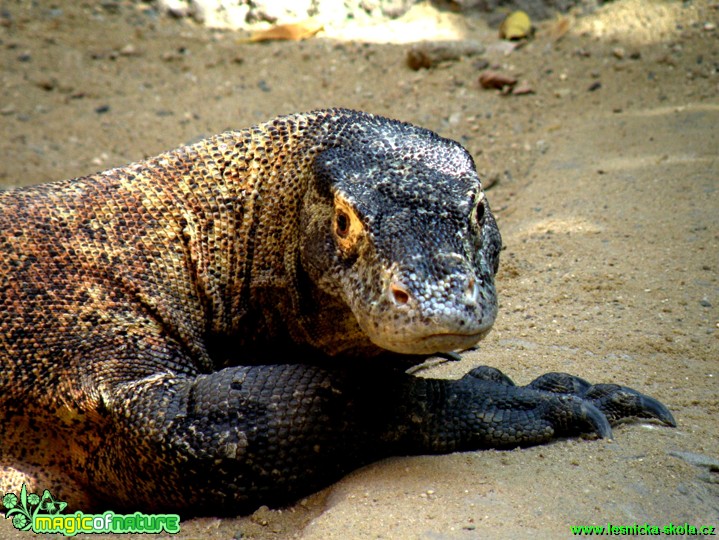 Varan komodský - Varanus komodoensis - Foto Radka Cepková (2)