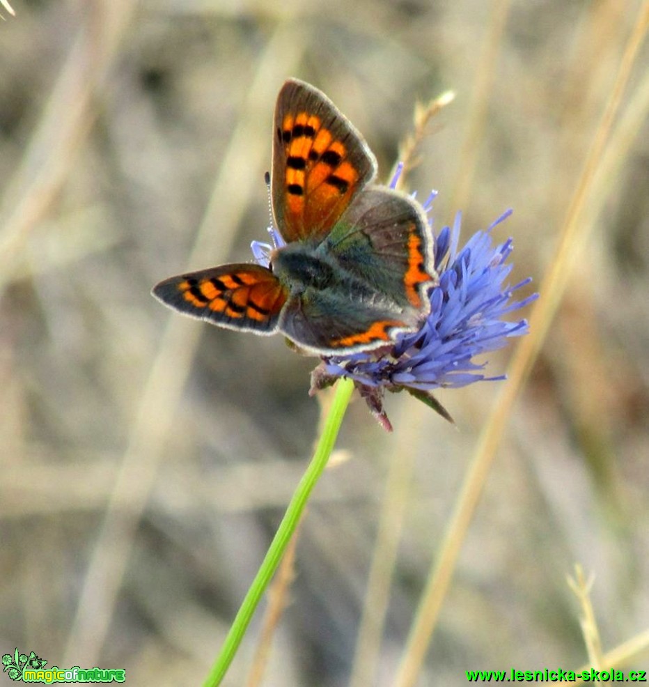 Ohniváček černokřídlý - Lycaena phlaeas - Foto Rasťo Salčík