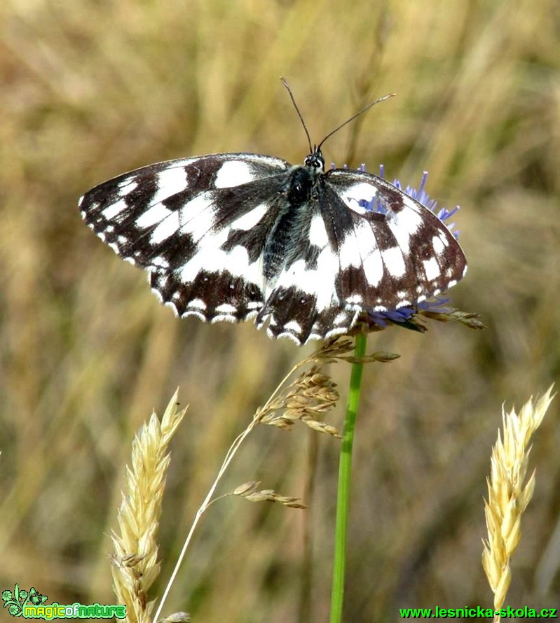 Okáč bojínkový - Melanargia galathea - Foto Rasťo Salčík