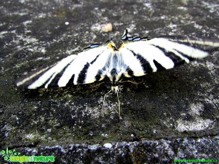 Otakárek ovocný - Iphiclides podalirius - Foto Rasťo Salčík