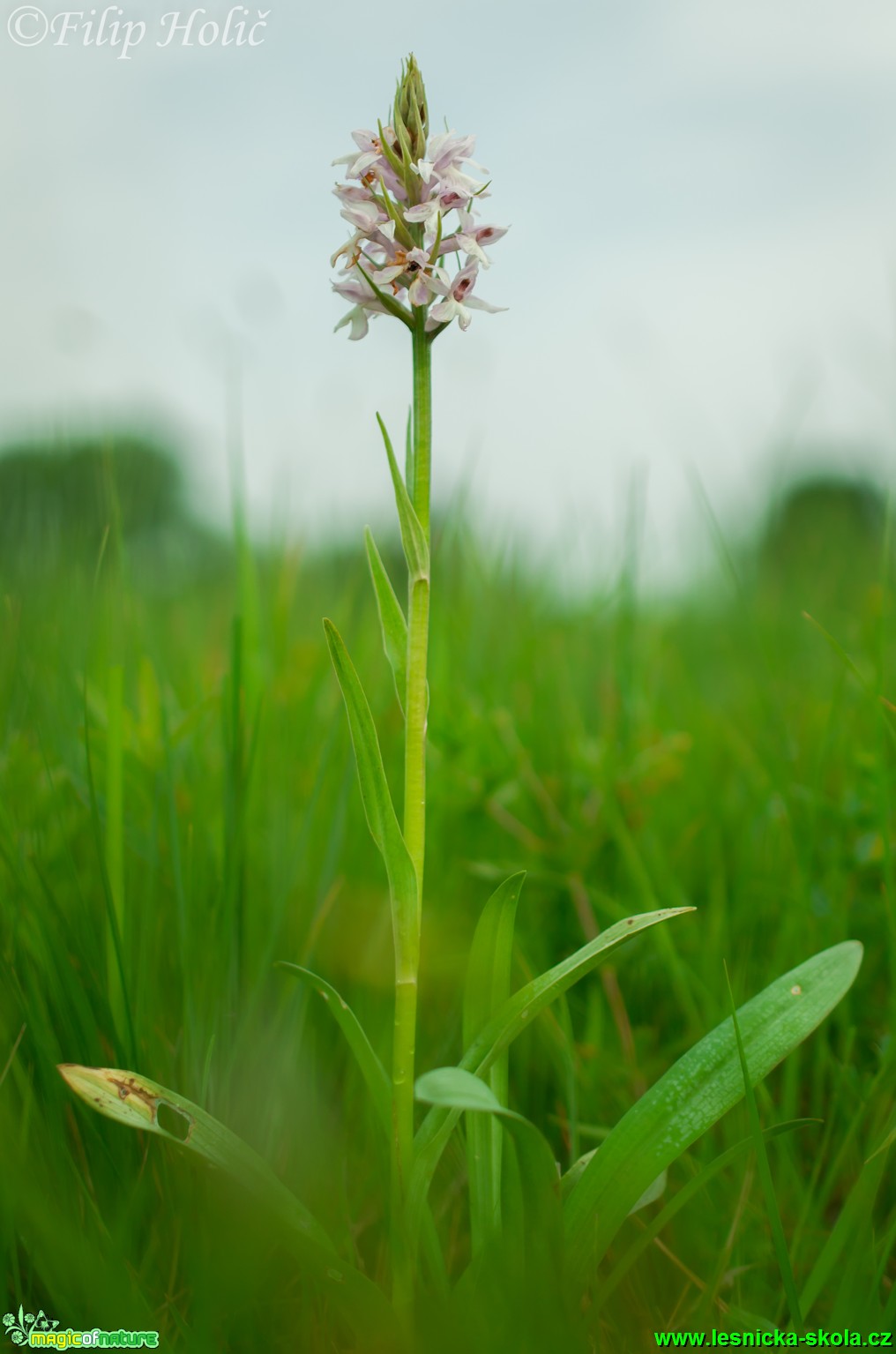 Prstnatec plamatý sedmihradský - Dactylorhiza maculata subsp. transsilvanica - NPR Abrod - Foto Filip Holič (1)