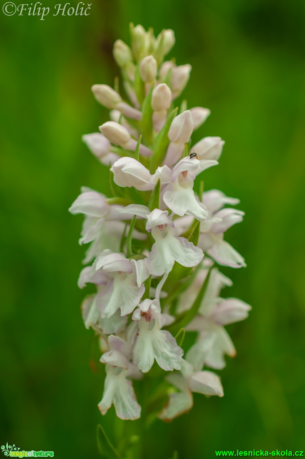 Prstnatec plamatý sedmihradský - Dactylorhiza maculata subsp. transsilvanica - NPR Abrod - Foto Filip Holič (2)