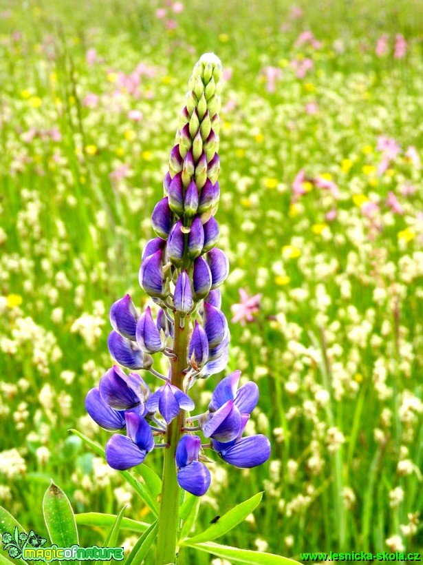 V louce - Vlčí bob mnoholistý -  Lupinus polyphyllus - Foto Lída Burešová