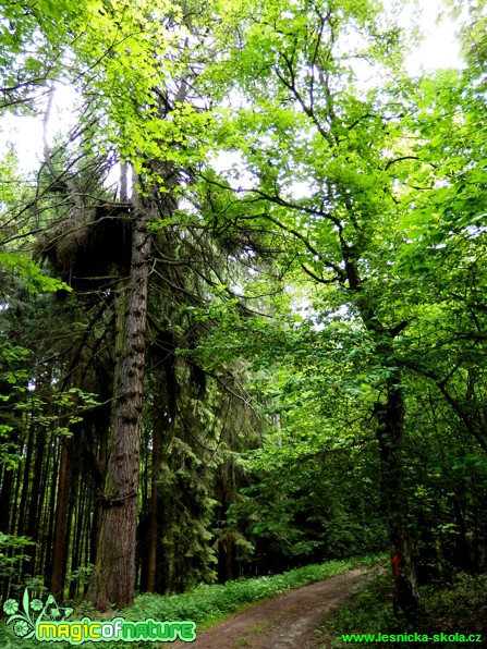 Starý modřín - Foto Lída Burešová