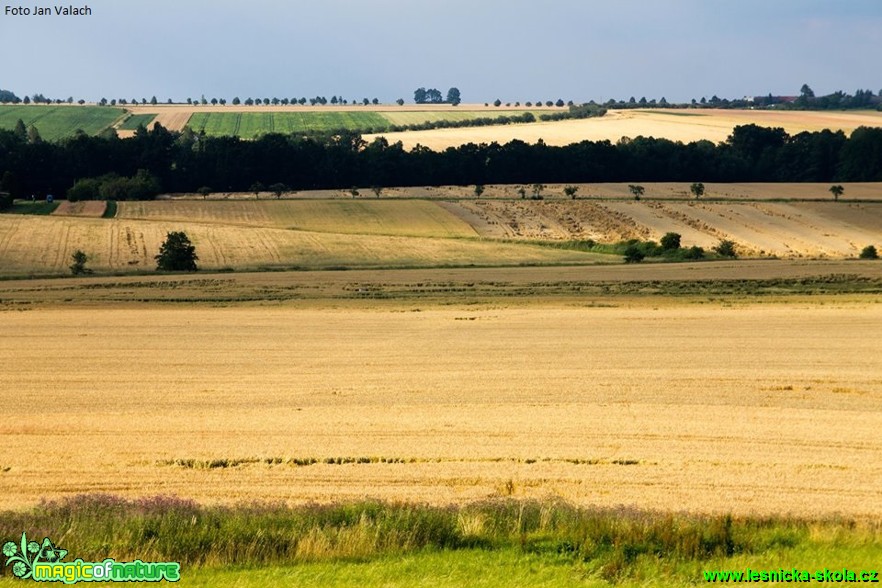 Zemědělská krajina - Foto Jan Valach (1)
