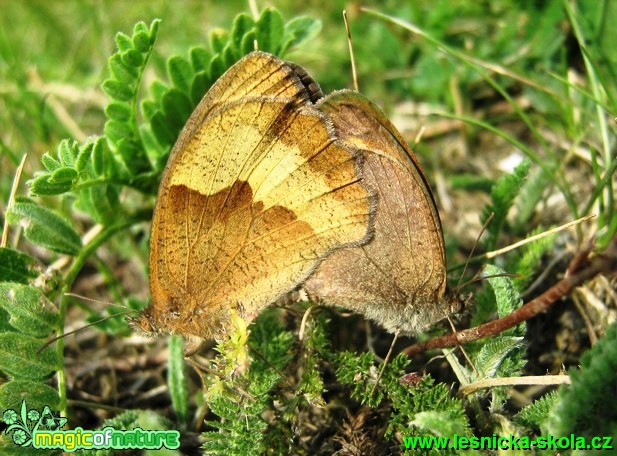 Okáč luční - páření - Foto Jaroslav Dlouhý