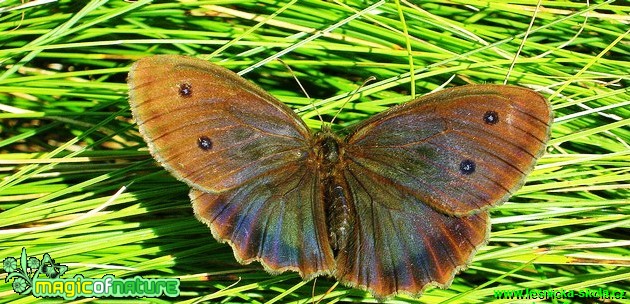 Okáč ovsový - Foto Jaroslav Dlouhý