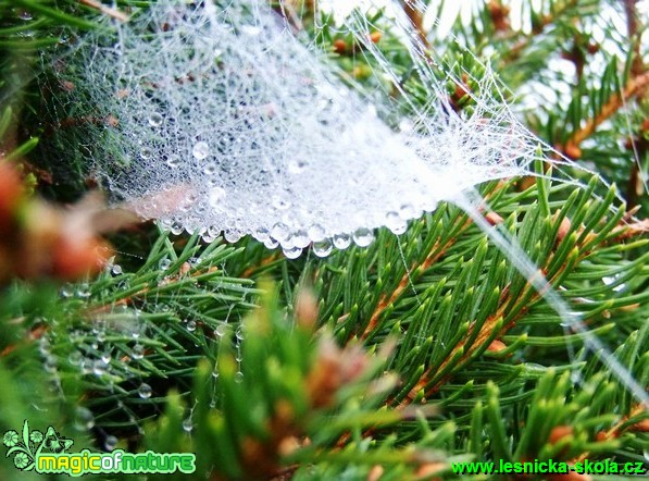 Kapky vody v pavučině (1) - Foto David Hlinka
