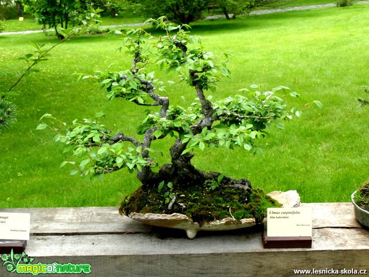 Ulmus carpinifolia - Jilm habrolistý - 3. série - Foto manželé Pafelovi