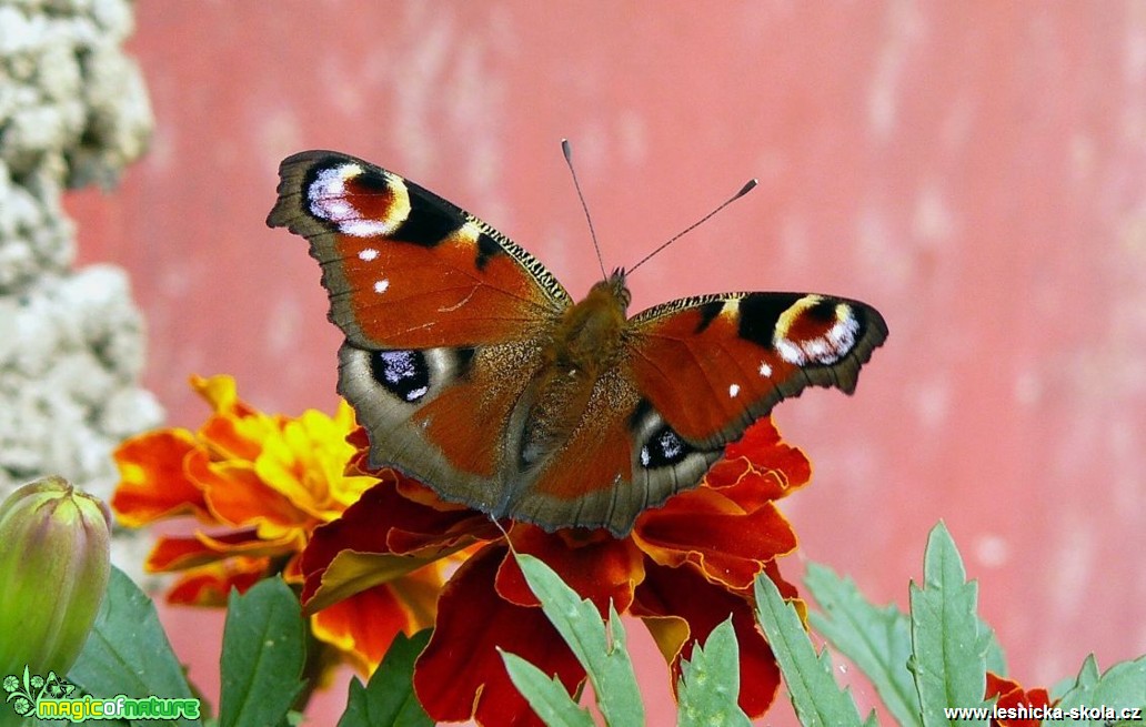 Babočka paví oko - Inachis io (2) - Foto Pavel Stančík