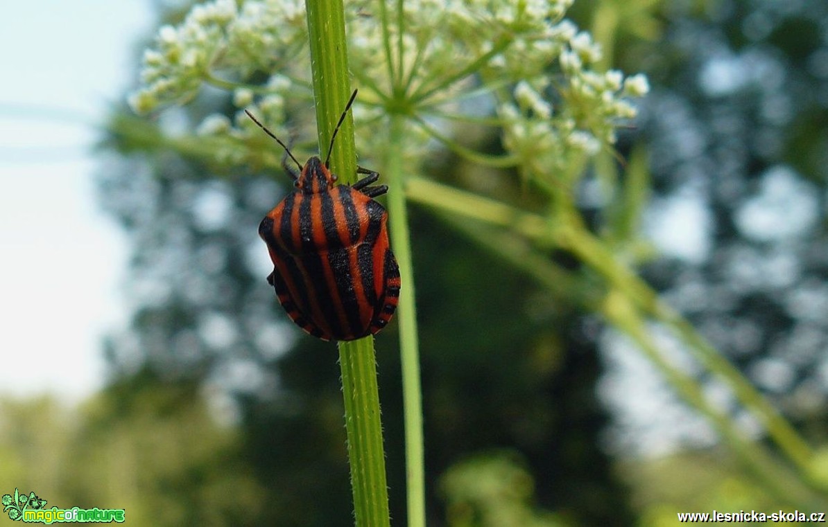 Kněžice páskovaná - Graphosoma lineatum - Foto Pavel Stančík