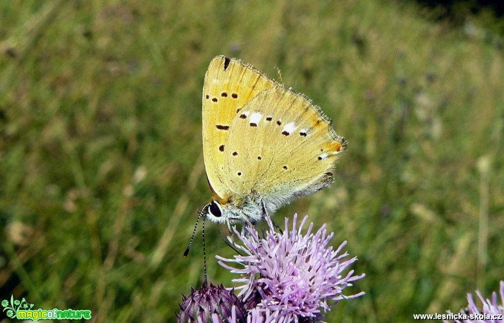 Ohniváček celíkový - Lycaena virgaureae - Foto Pavel Stančík