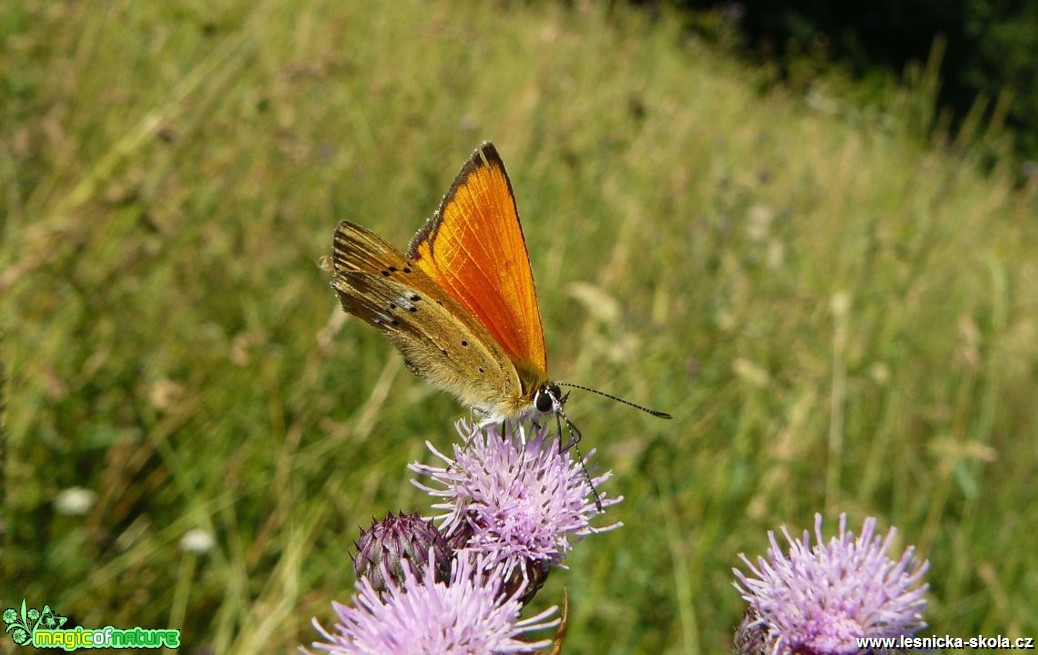 Ohniváček celíkový - Lycaena virgaureae (2) - Foto Pavel Stančík