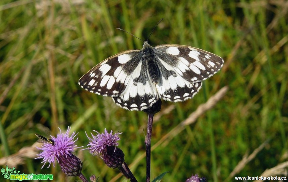 Okáč bojínkový - Melanargia galathea - Foto Pavel Stančík