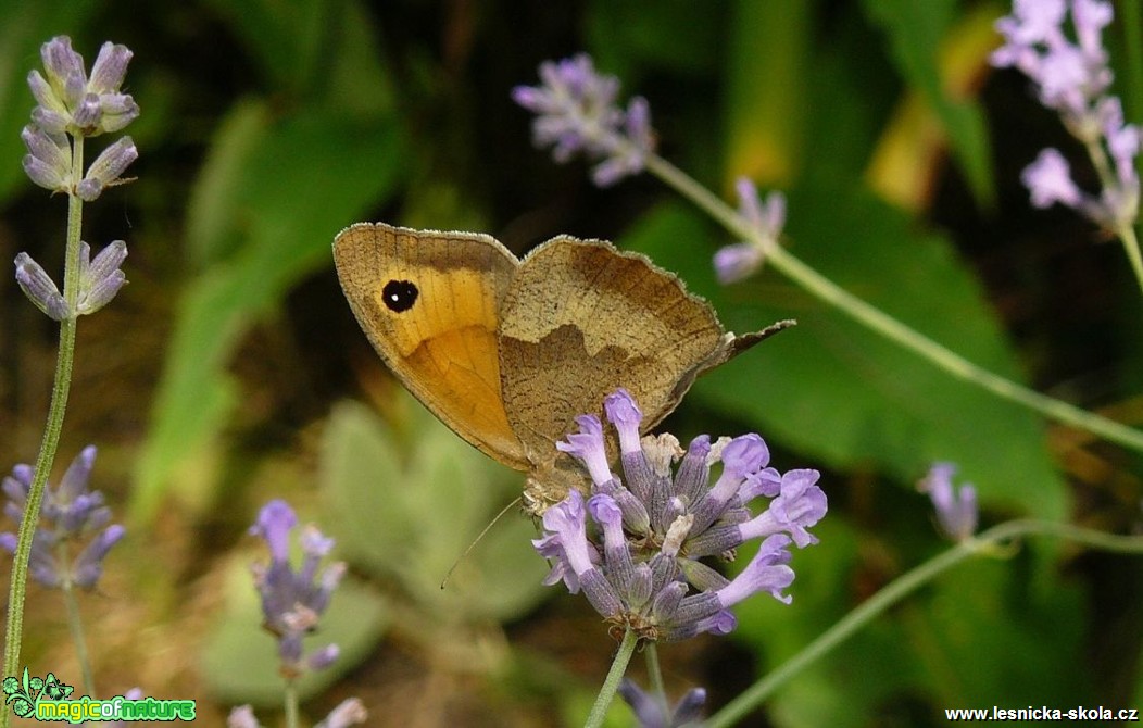 Okáč luční - Maniola jurtina (2) - Foto Pavel Stančík