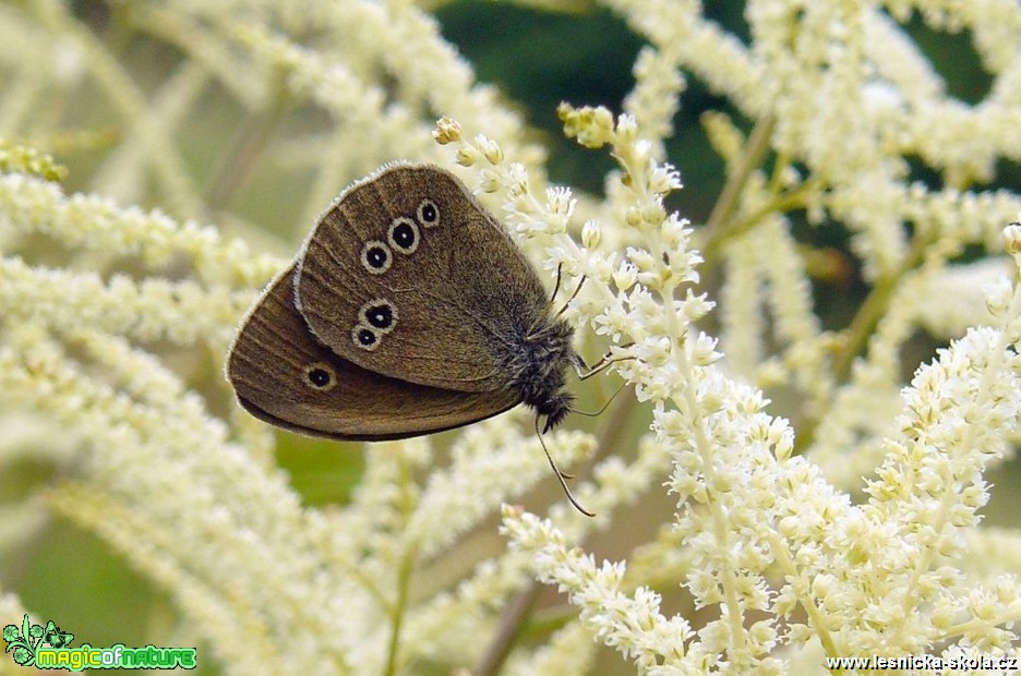 Okáč prosíčkový - Aphantopus hyperantus - Foto Pavel Stančík