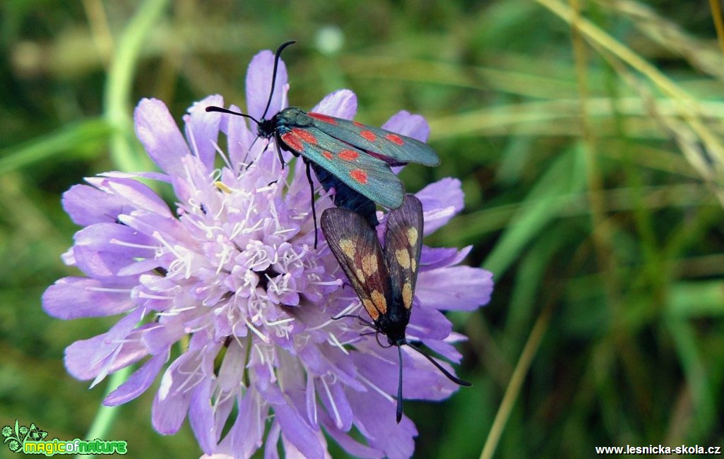 Vřetenuška obecná - Zygaena filipendulae - Foto Pavel Stančík