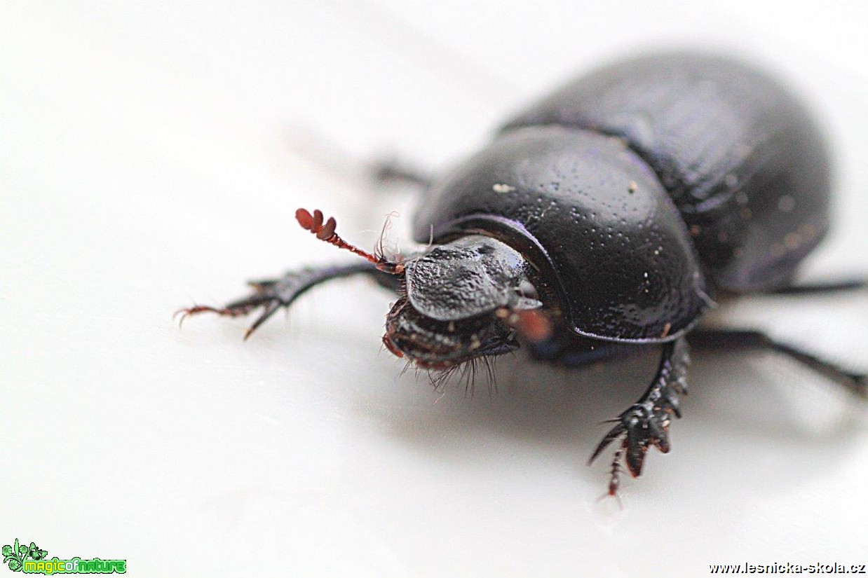 Chrobák lesní - Anoplotrupes stercorosus - Foto Jana Vondráčková