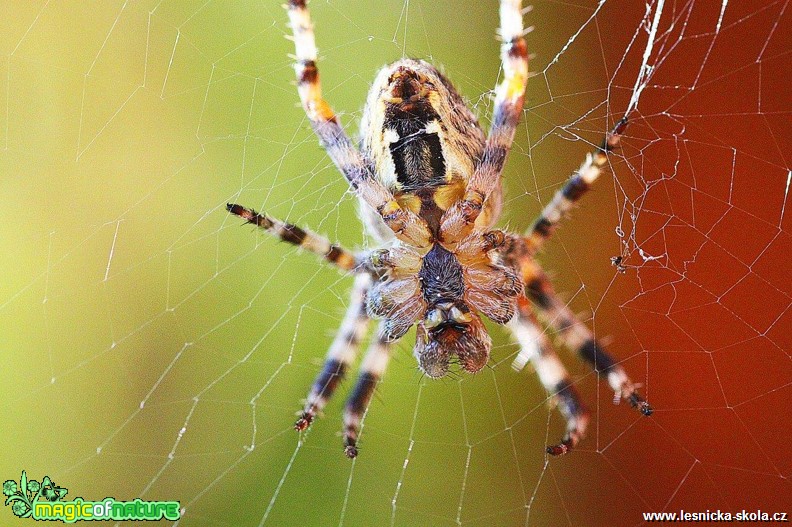 Křižák obecný - Araneus diadematus - Foto Jana Vondráčková (1)