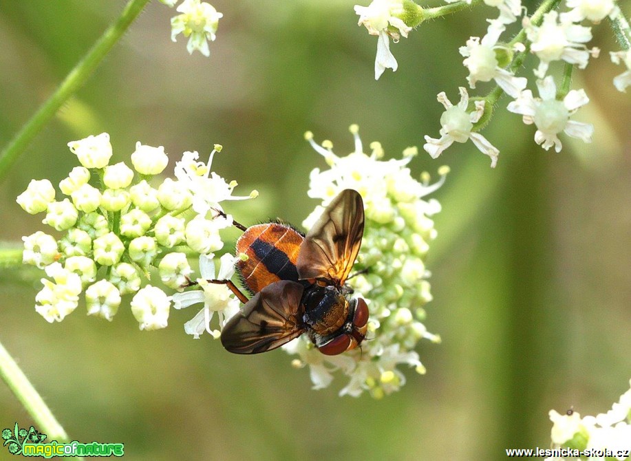 Kuklice červenonohá - Tachina fera - Foto Jana Vondráčková