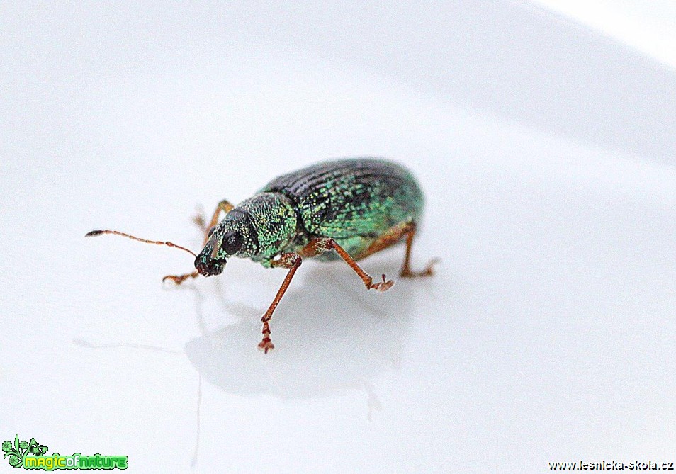 Listohlod zlatozelený - Phyllobius argentatus - Foto Jana Vondráčková