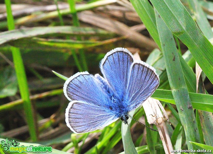 Modrásek černolemý - Plebejus argus - Foto Jana Vondráčková