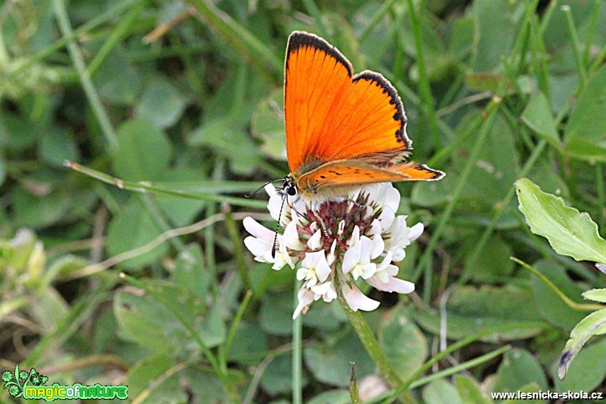 Ohniváček celíkový - Lycaena virgaureae - Foto Jana Vondráčková