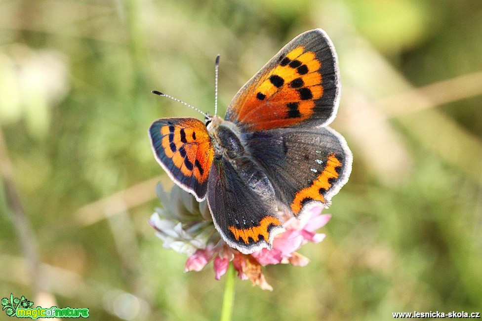 Ohniváček černokřídlý - Lycaena phlaeas - Foto Jana Vondráčková