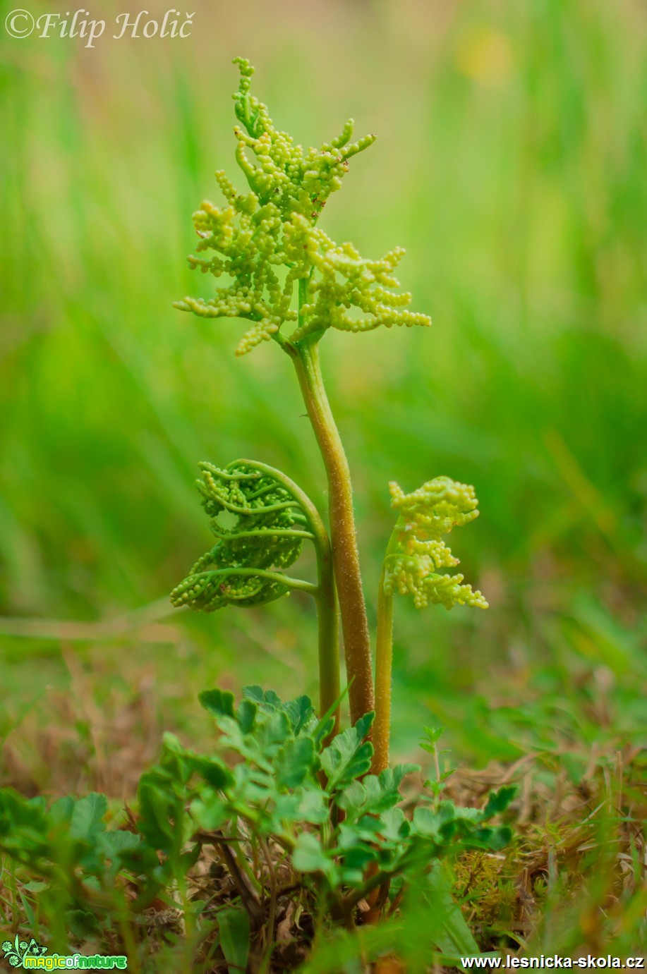 Vratička mnohoklaná-  Botrychium multifidum - Foto Filip Holič (1)